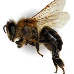 Bee Eradication Brisbane