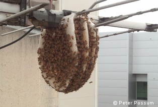 Bee hive on aerial in Brisbane