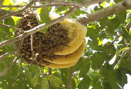 Bees making honey comb on exposed tree branch