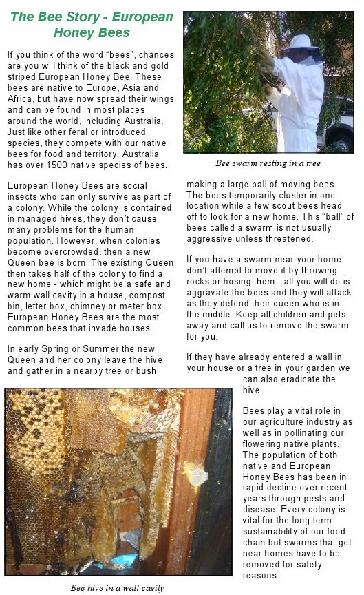 European honey bees