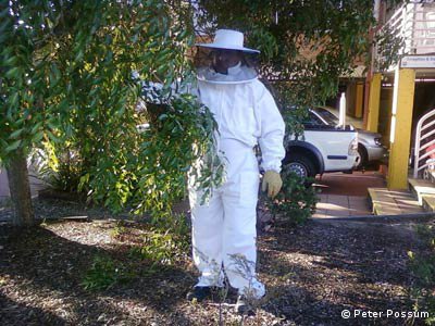 Bee removal of swarms from trees