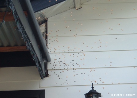 Bees Brisbane removal from house walls