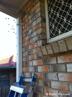 Bees going into a wall in Brisbane