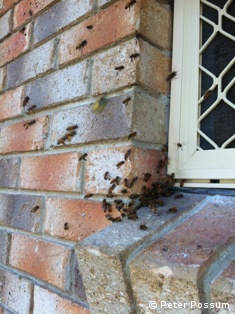 Bees often go in around window frames