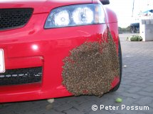 Bee swarm on car bumper